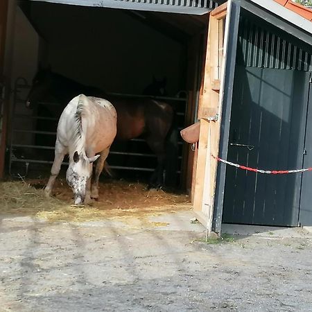 Wild Life Ranch Villa Schofweg Luaran gambar